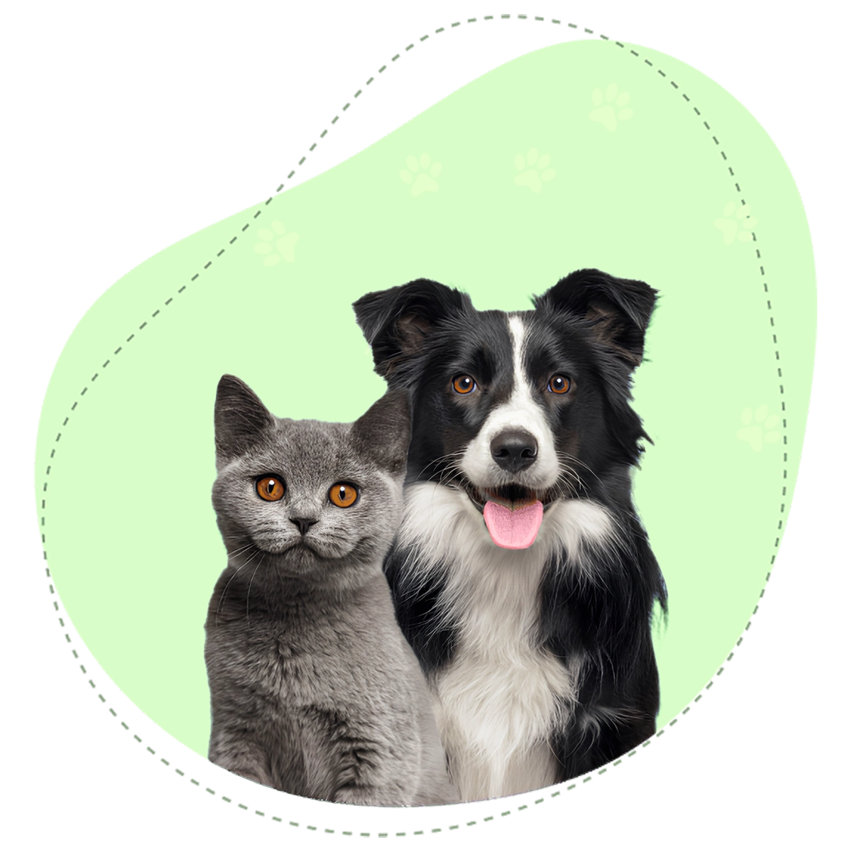 Chien de Pat à Plouf